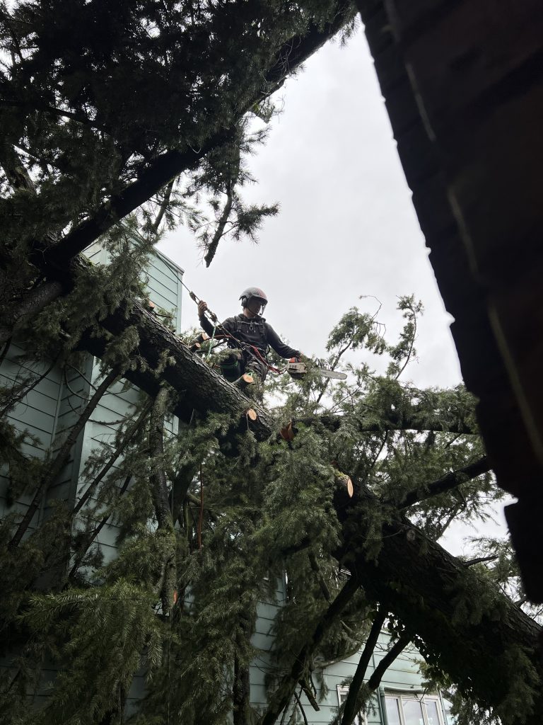 Pacific Timber Tree Service