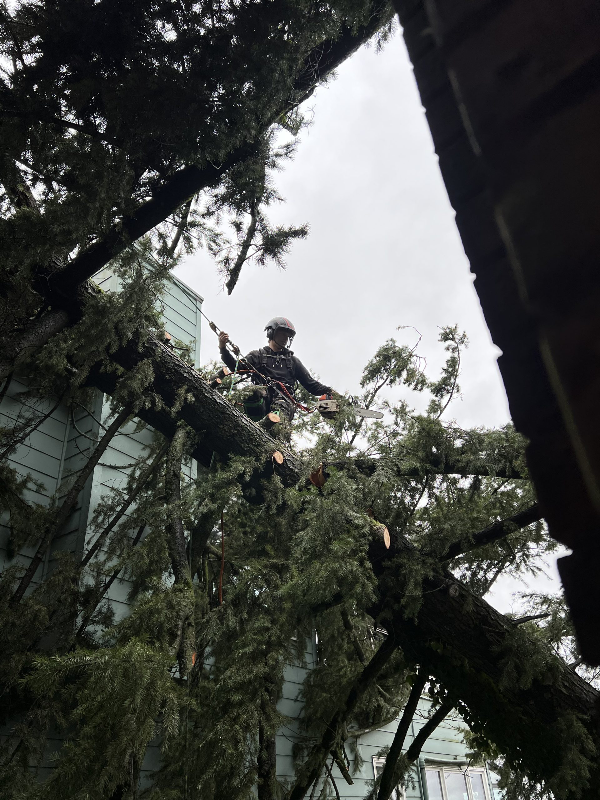 Pacific Timber Tree Service