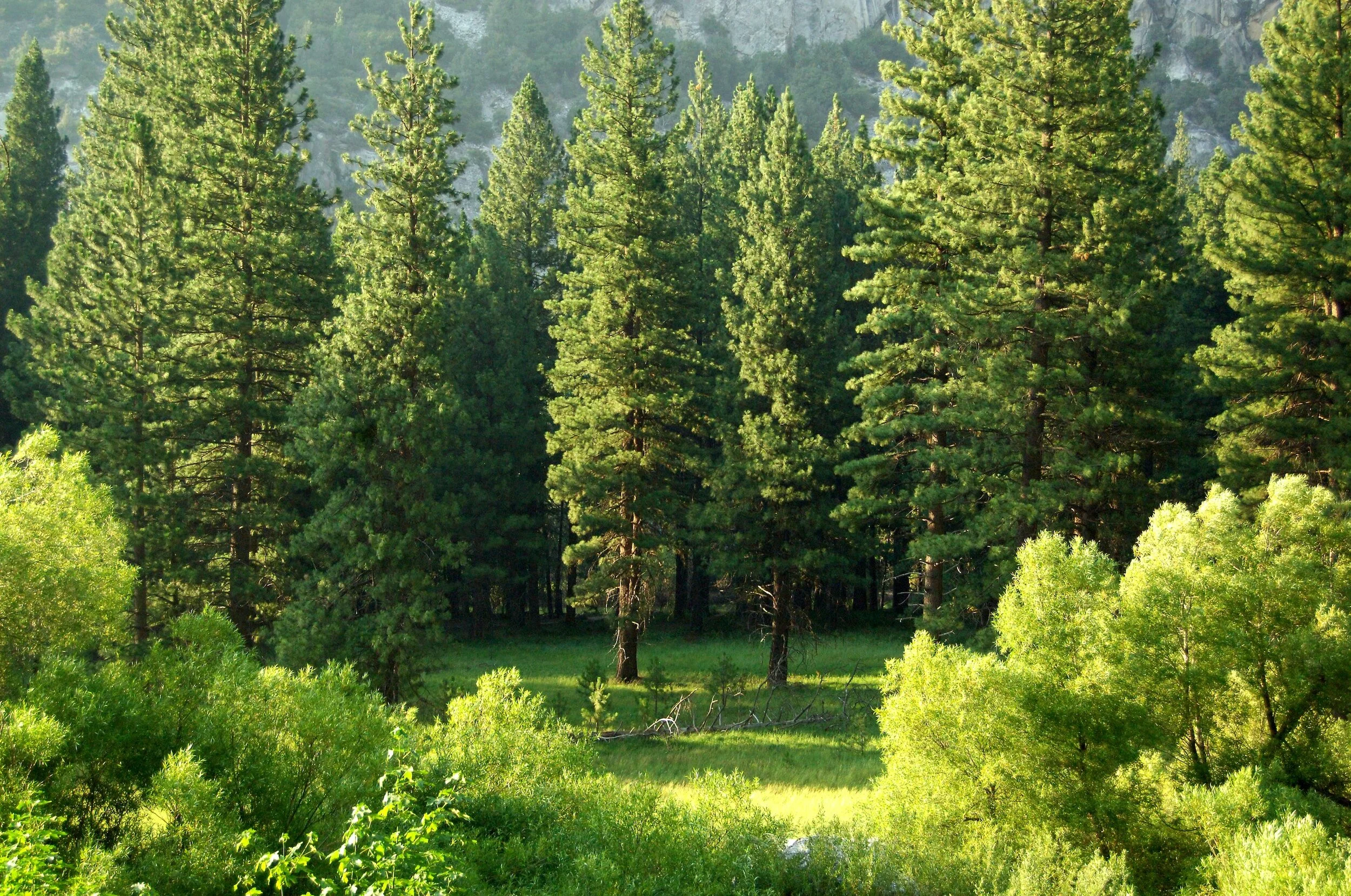 Pacific Time Trees