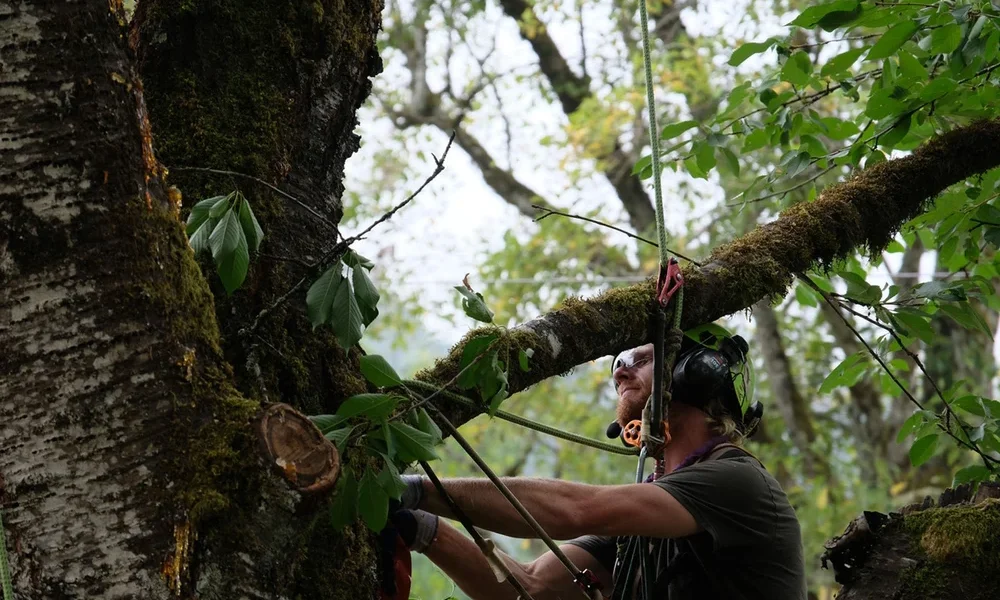 An arborist working in a tree, from the Samsara Tree Care website.