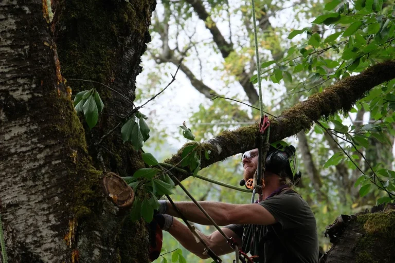Samsara Tree Care
