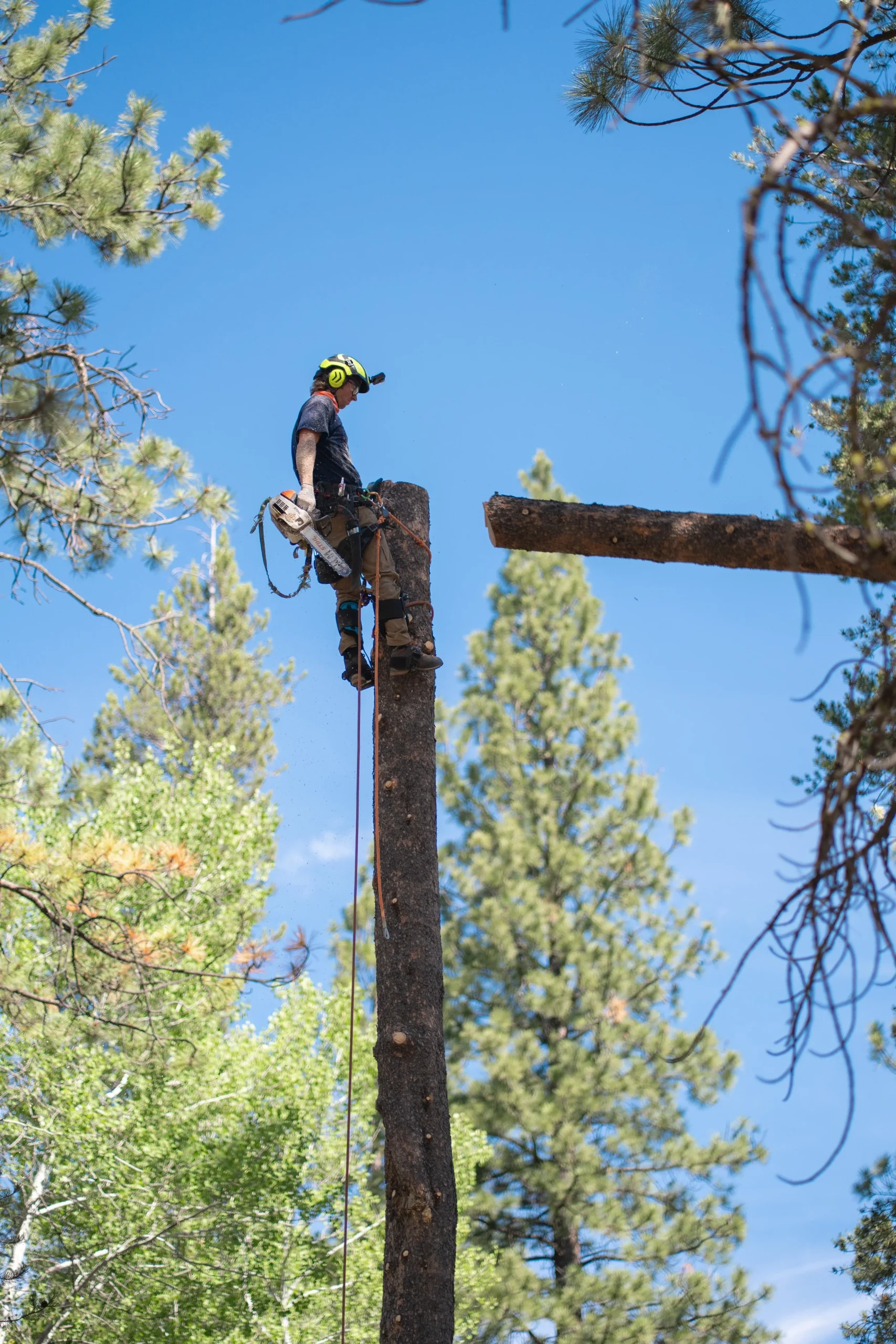 Stump’d Tree Professionals