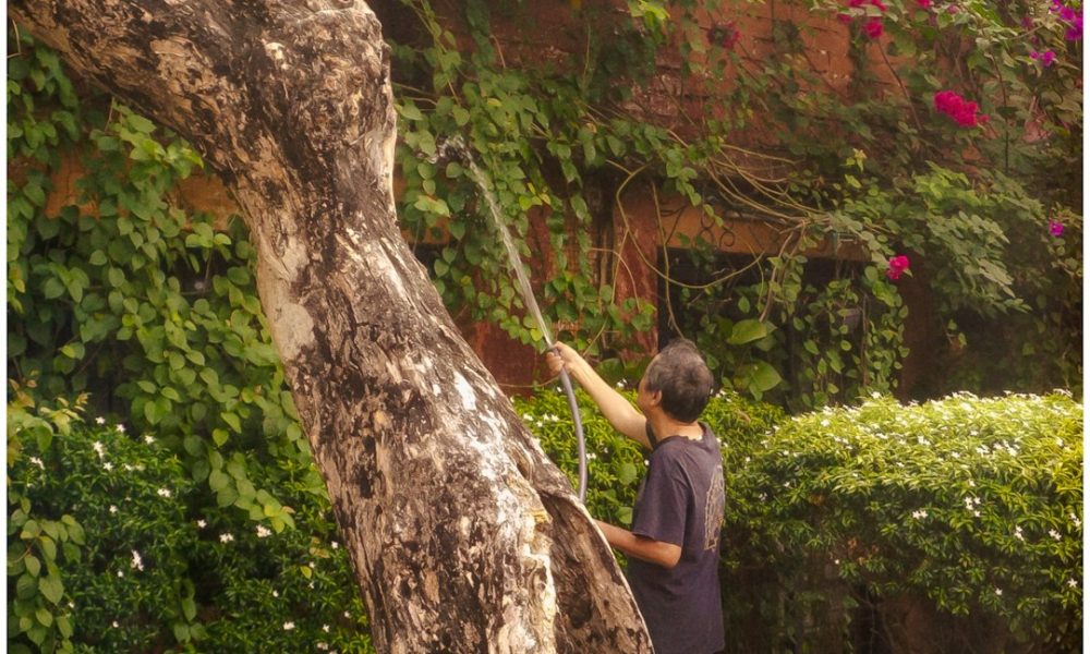 Illustrative stock photo of tree trimming; not Top It Off Landscaping staff