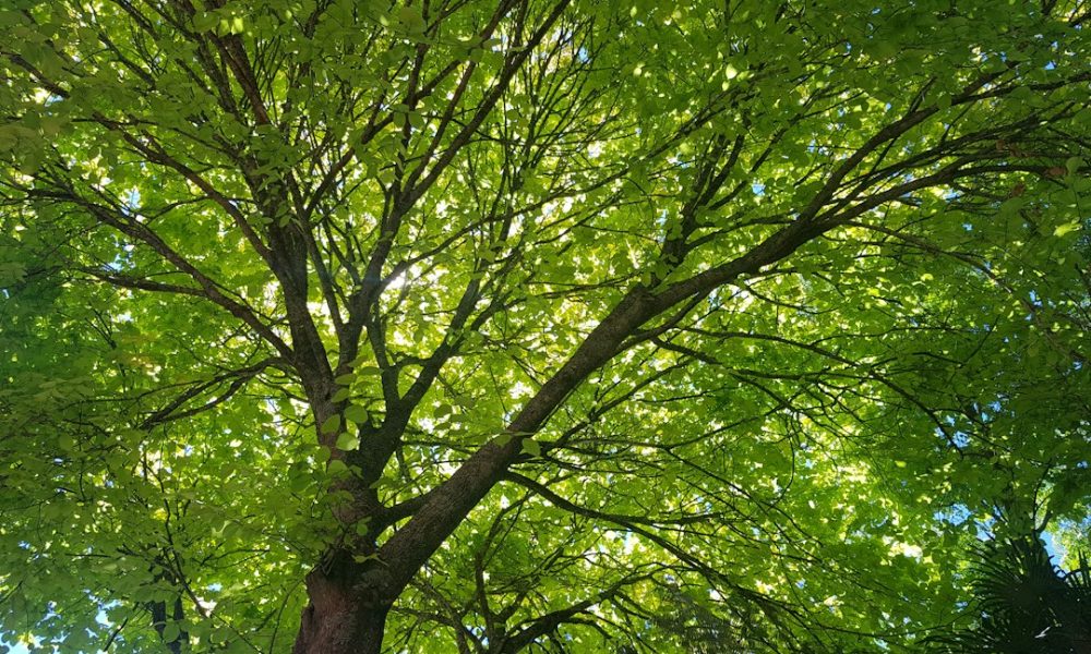 Trees, illustrative image for Highrise Tree Service Tucson