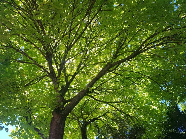 Highrise Tree Service Tucson