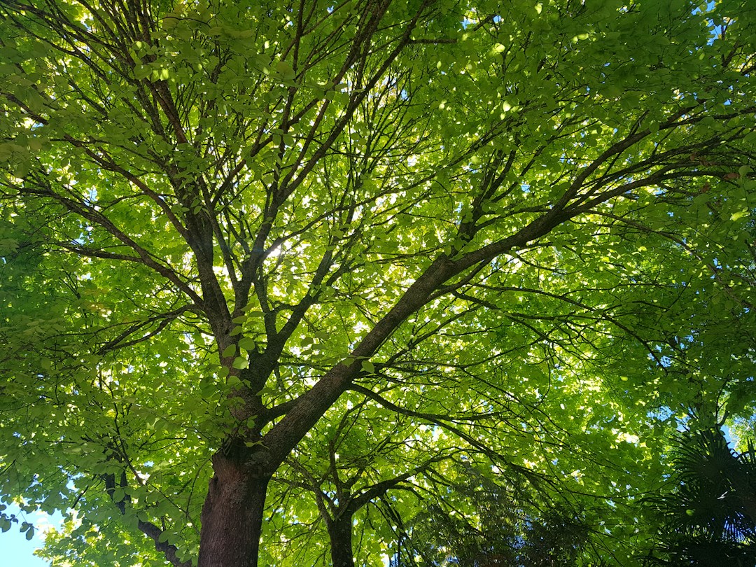 Highrise Tree Service Tucson