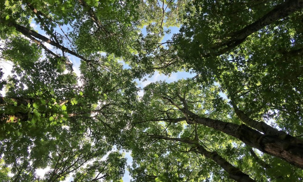 Mature trees, illustrative image for Red Mountain Tree Service