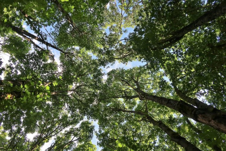 Red Mountain Tree Service