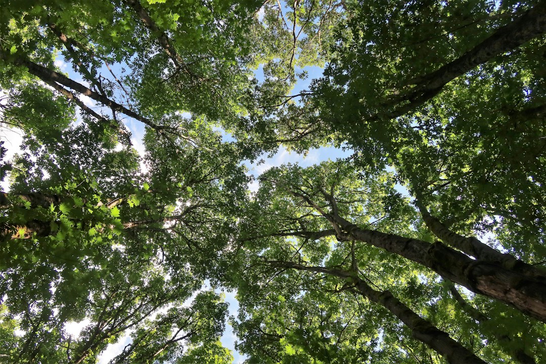 Red Mountain Tree Service