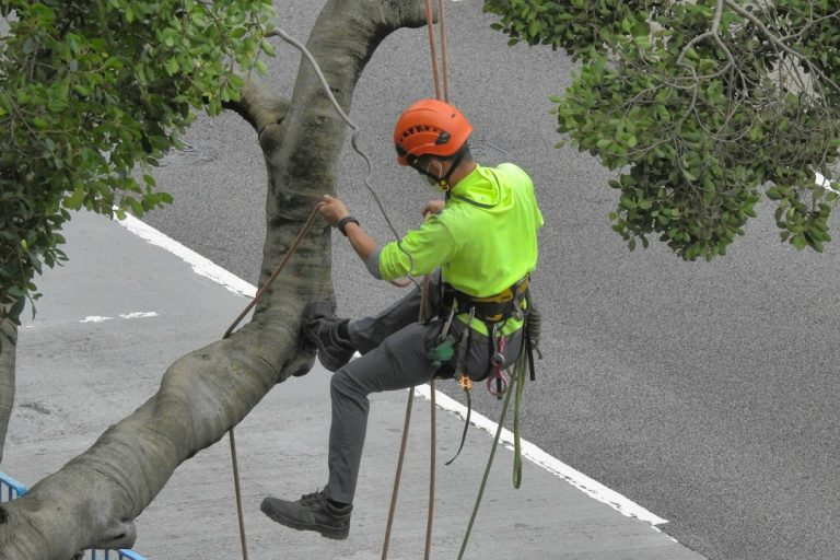 Spring Valley Tree Service