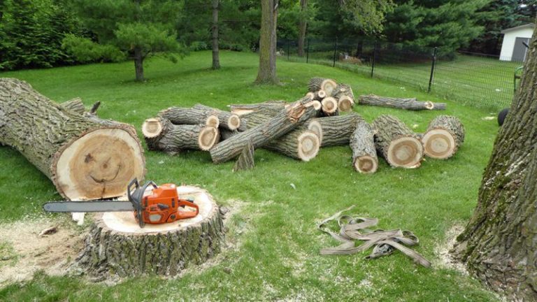 Wilschek Tree Service