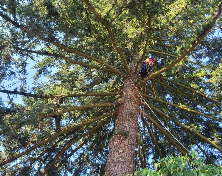 Wind Thin arborist wearing a red shirt working high in a conifer tree
