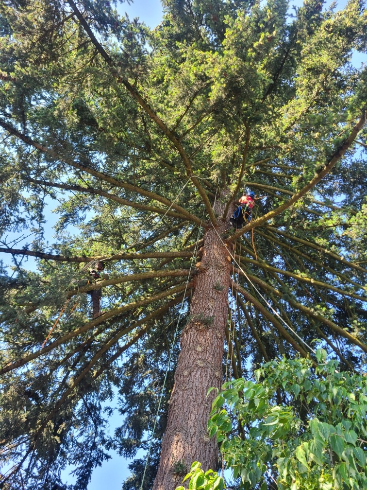 Wind Thin Tree Service