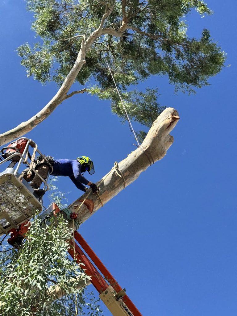 AB Tree Service Tucson AZ