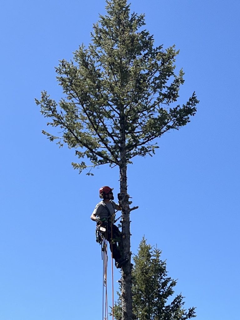 Circle Forestry & Tree Care