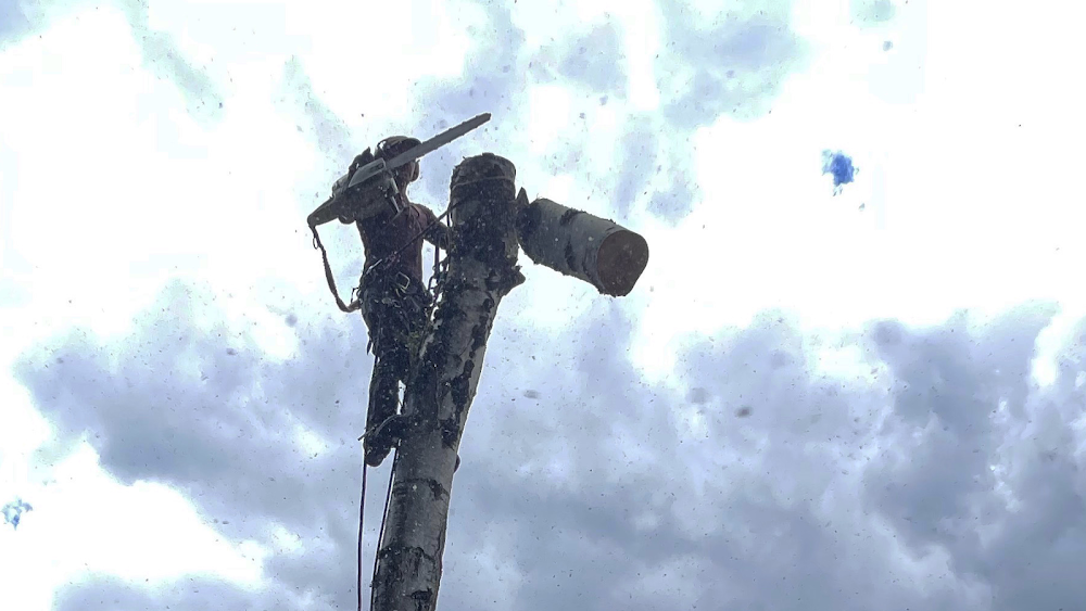 Collage Tree Care