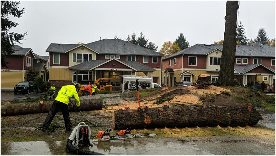 Pacific Arboriculture